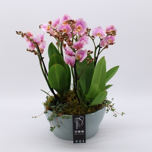 PHAL-2423RZ Phalaenopsis creatie