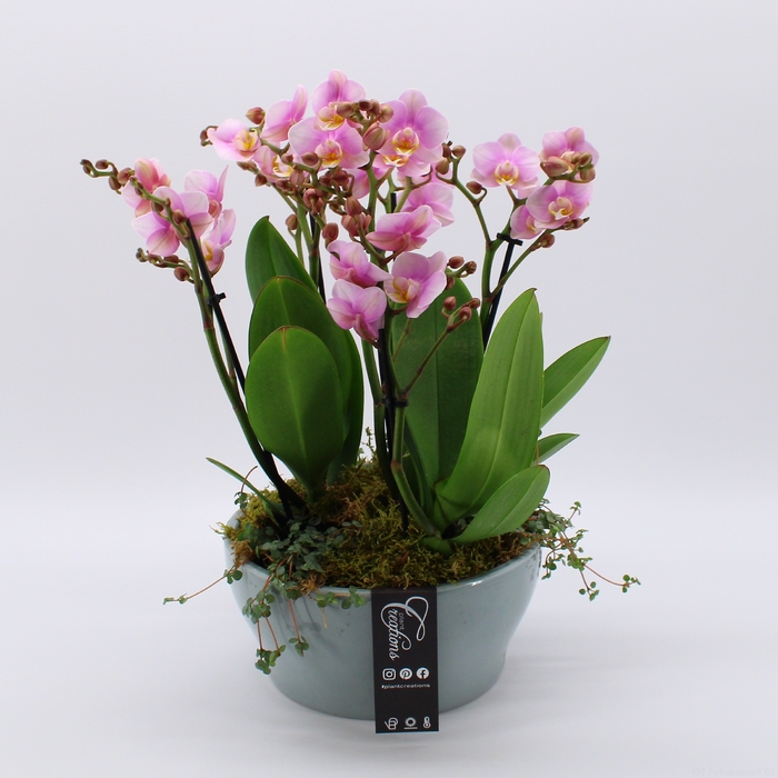 <h4>PHAL-2423RZ Phalaenopsis creatie</h4>