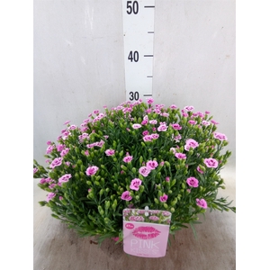 Dianthus  'Pink Kisses'
