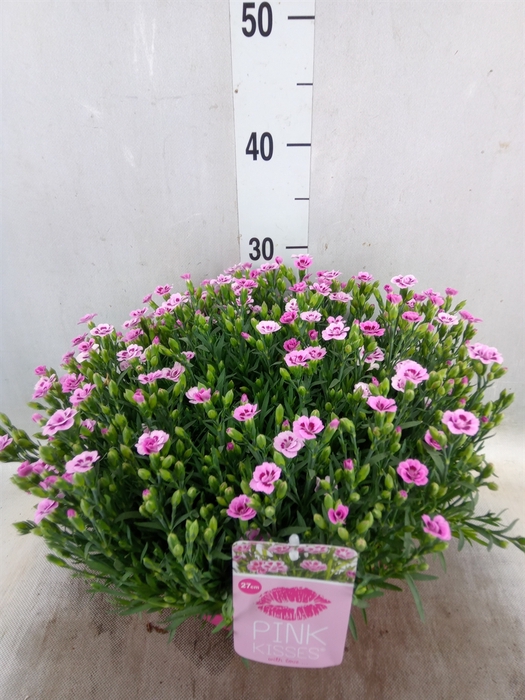 <h4>Dianthus  'Pink Kisses'</h4>