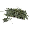 Hedera helix White Wonder