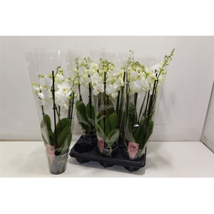 Phal An Inverness