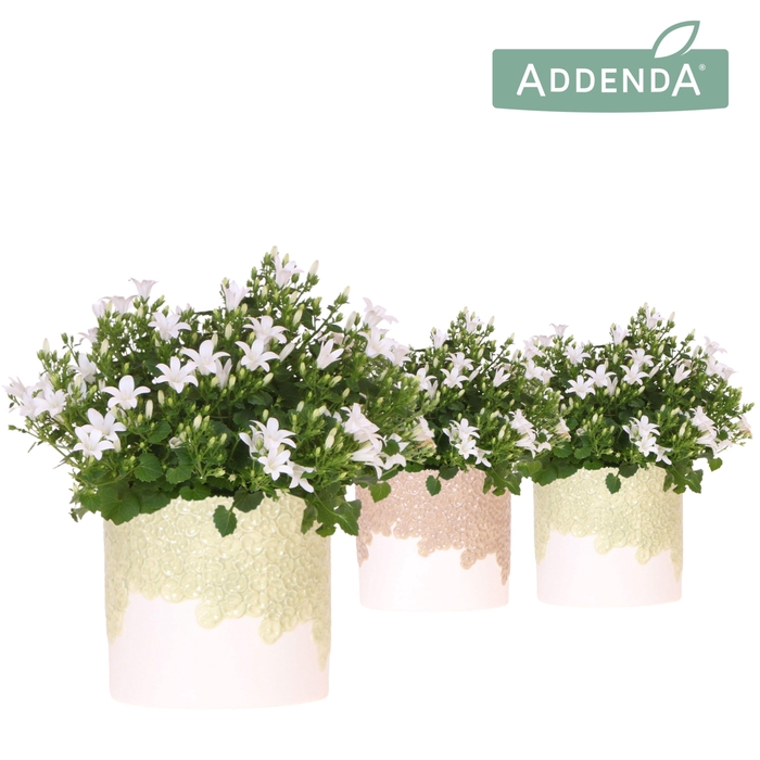 <h4>Campanula Addenda Ambella white in Bloom pot sand mix</h4>