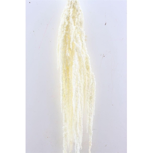 Pres Amaranthus Caud Bleached Bunch