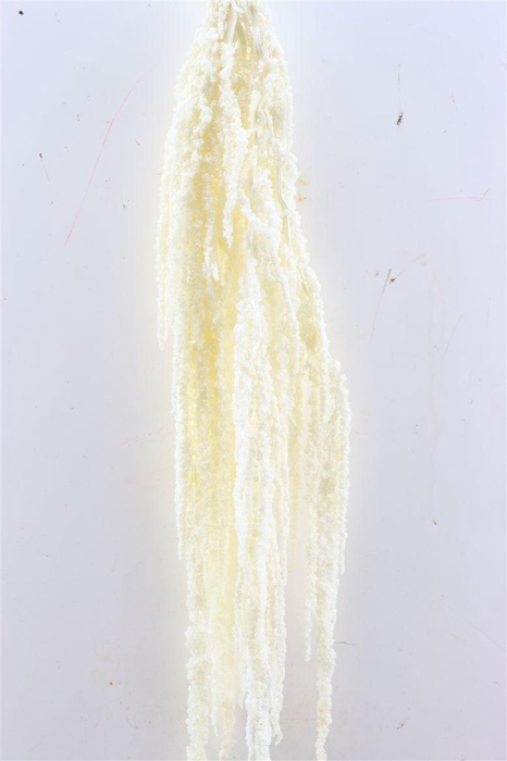 <h4>Pres Amaranthus Caud Bleached Bunch</h4>