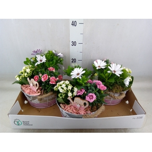 Arr.   Tuinplanten L%