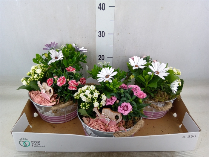 <h4>Arr.   Tuinplanten L%</h4>