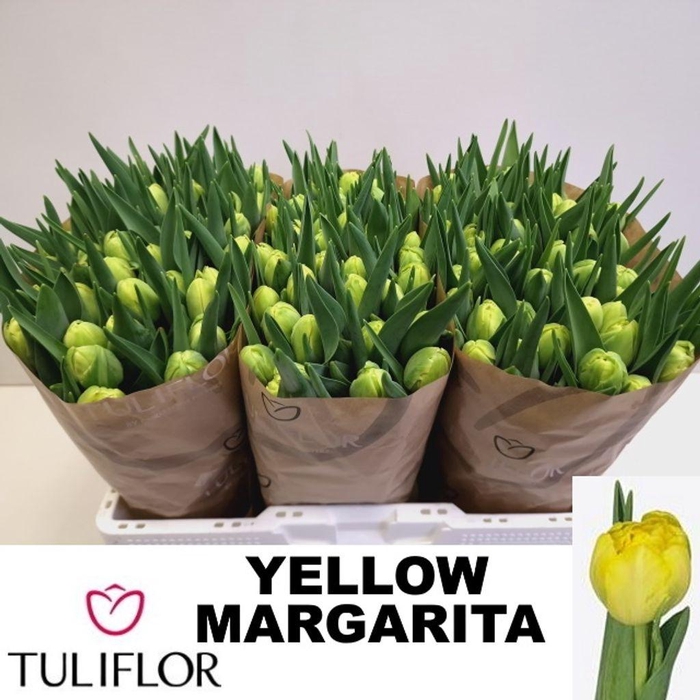 <h4>Tulipa do yellow margarita</h4>