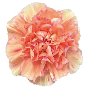 Dianthus st Happy Hoshi