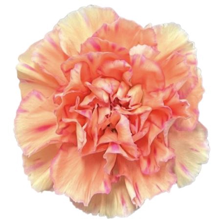 <h4>Dianthus st Happy Hoshi</h4>