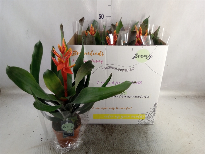 <h4>Aechmea  'Pepita Elegant Flames'</h4>