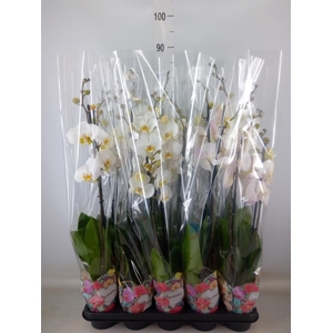 Phalaenopsis   ...white