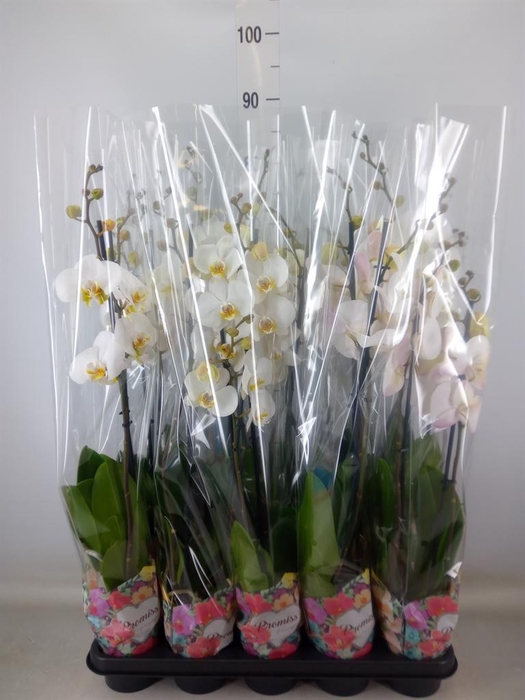 <h4>Phalaenopsis   ...white</h4>