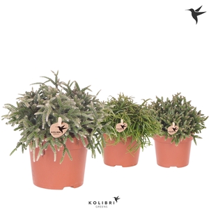 Kolibri Greens Rhipsalis mix