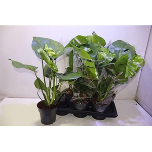 arr8 Monstera Deliciosa