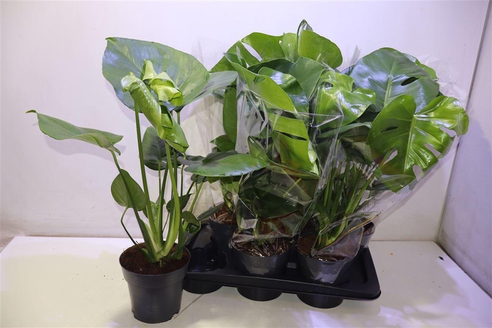 <h4>arr8 Monstera Deliciosa</h4>