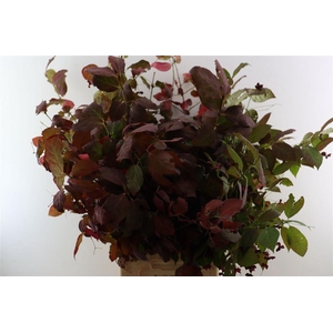 Euonymus Alatus Bio