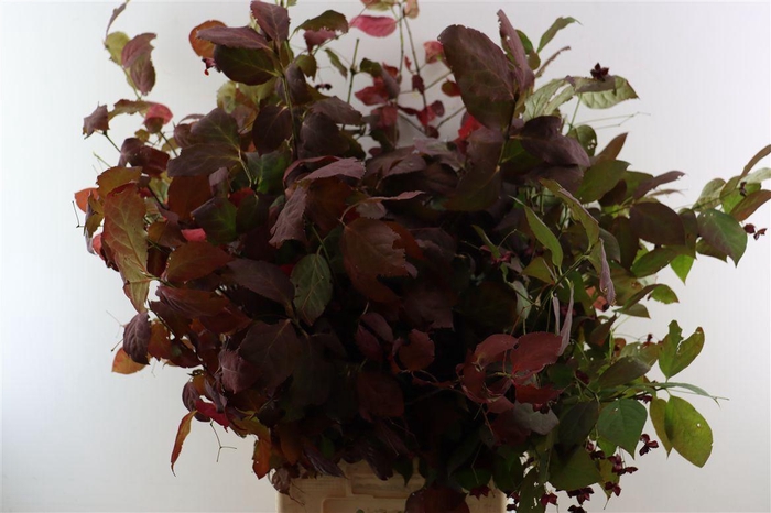 <h4>Euonymus Alatus Bio</h4>