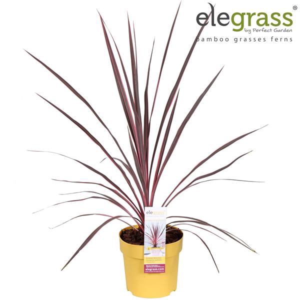 <h4>Cordyline australis 'Charlie Boy' P14</h4>