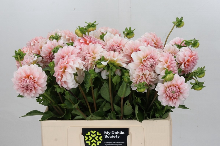 Dahlia Peaches