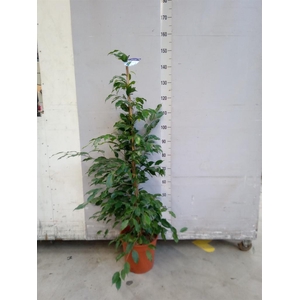 Ficus benja. 'Exotica'