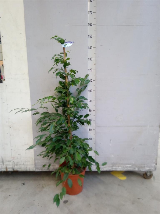 <h4>Ficus benja. 'Exotica'</h4>