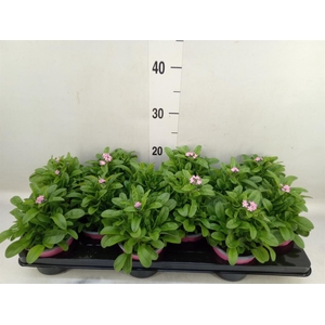 Myosotis sylv. 'Mon Amie Pink'