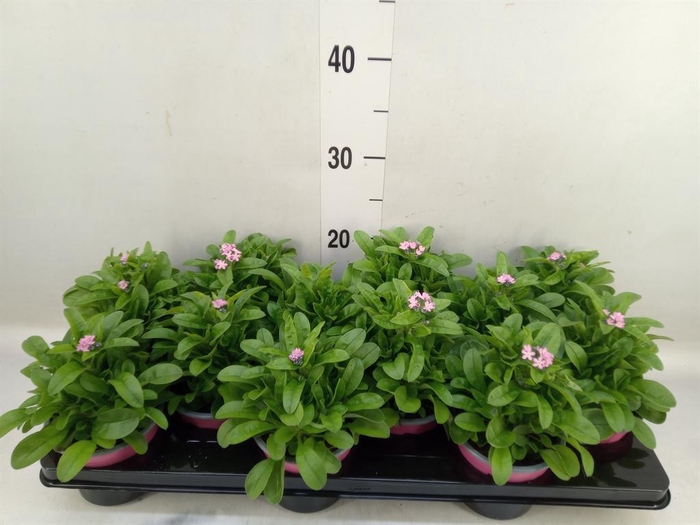 <h4>Myosotis sylv. 'Mon Amie Pink'</h4>