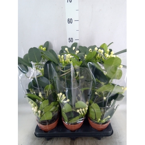 Stephanotis floribunda   ...