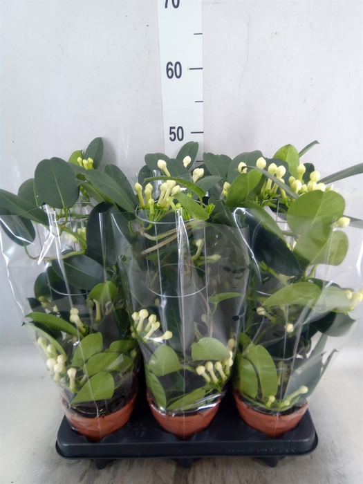 <h4>Stephanotis floribunda   ...</h4>