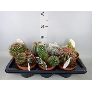 Cactus   ...mix