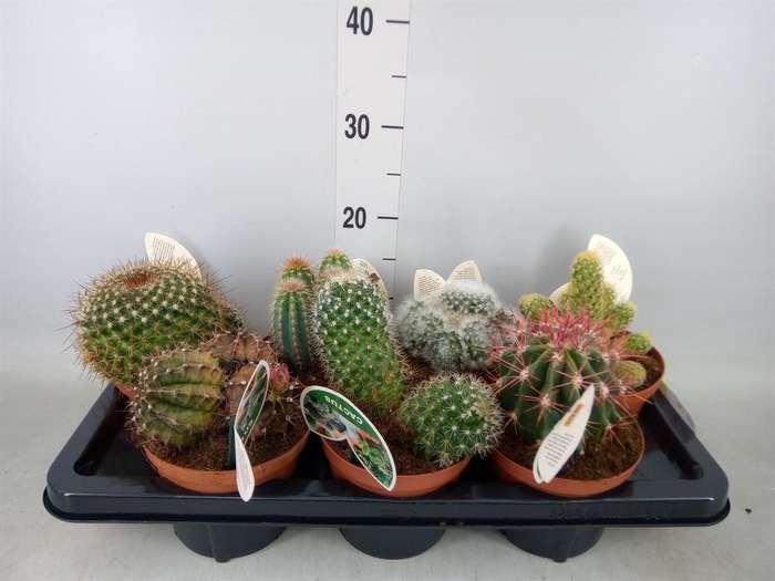 <h4>Cactus   ...mix</h4>