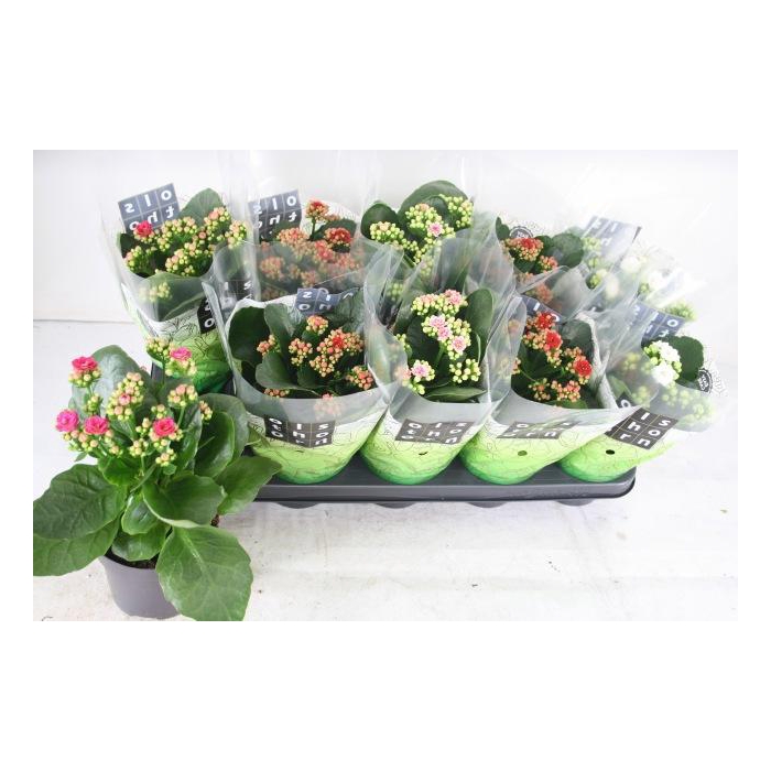 <h4>KAL GE GEM 4 KL</h4>