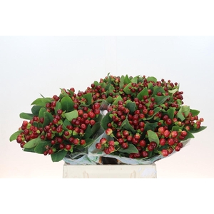 Hypericum Magical Cherry Brown