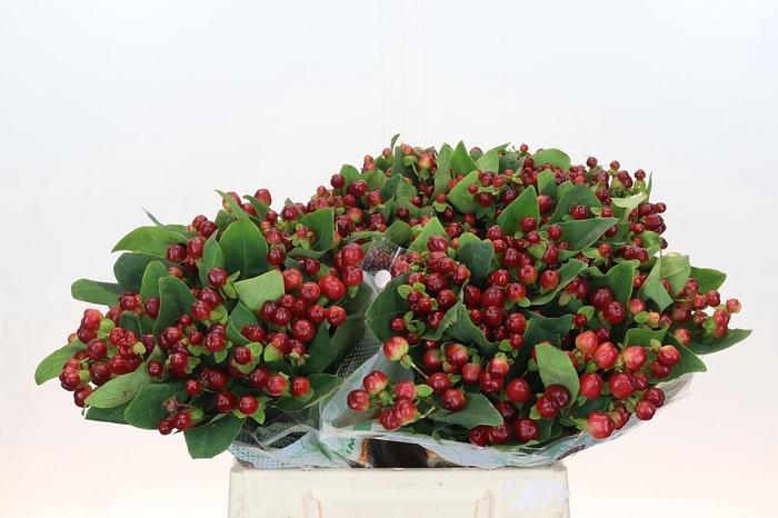 <h4>Hypericum Magical Cherry Brown</h4>