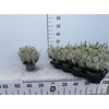 Callu Bl Verenka