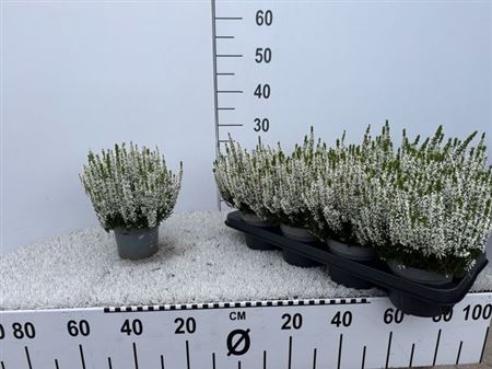 Callu Bl Verenka