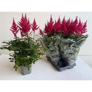Astilb A Drum An Bas 5 Bloemen+