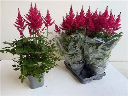 <h4>Astilb A Drum An Bas 5 Bloemen+</h4>