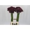 Allium Miami