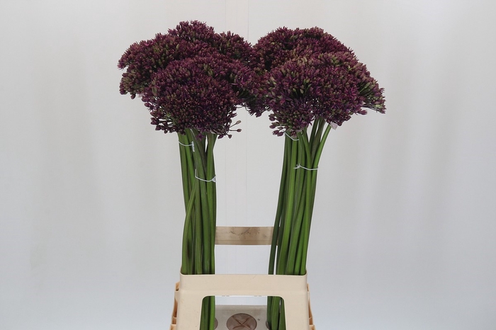 <h4>Allium Miami</h4>