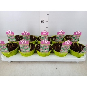 Fritillaria meleagris