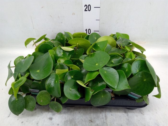 <h4>Peperomia polybotrya 'Raindrop'</h4>