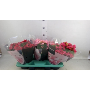Begonia elat. EN 'Betulia' ..mix
