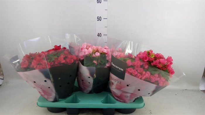 <h4>Begonia elat. EN 'Betulia' ..mix</h4>