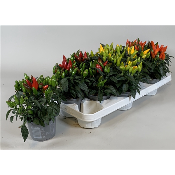 <h4>Capsicum annuum Salsa</h4>