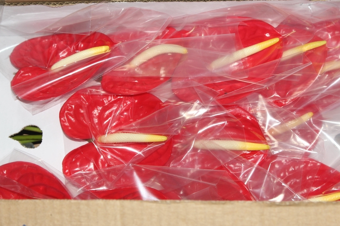 <h4>ANTHURIUM FIRE 11/13 040 CM DIAM MIN 11 CM VERMELHO</h4>