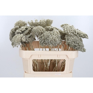 Ammi Zaad Kl Bh Platina