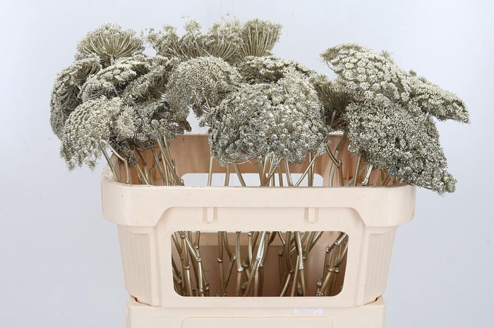 <h4>Ammi Zaad Kl Bh Platina</h4>