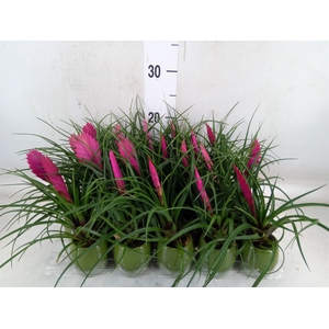Tillandsia cyanea 'Anita'